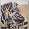 Штора для ванной Zebra Family Зебра фото 2